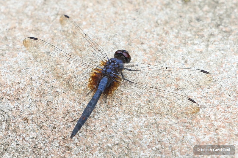 J17_3012 Trithemis festiva male.JPG